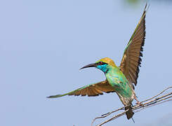 Asian Green Bee-eater