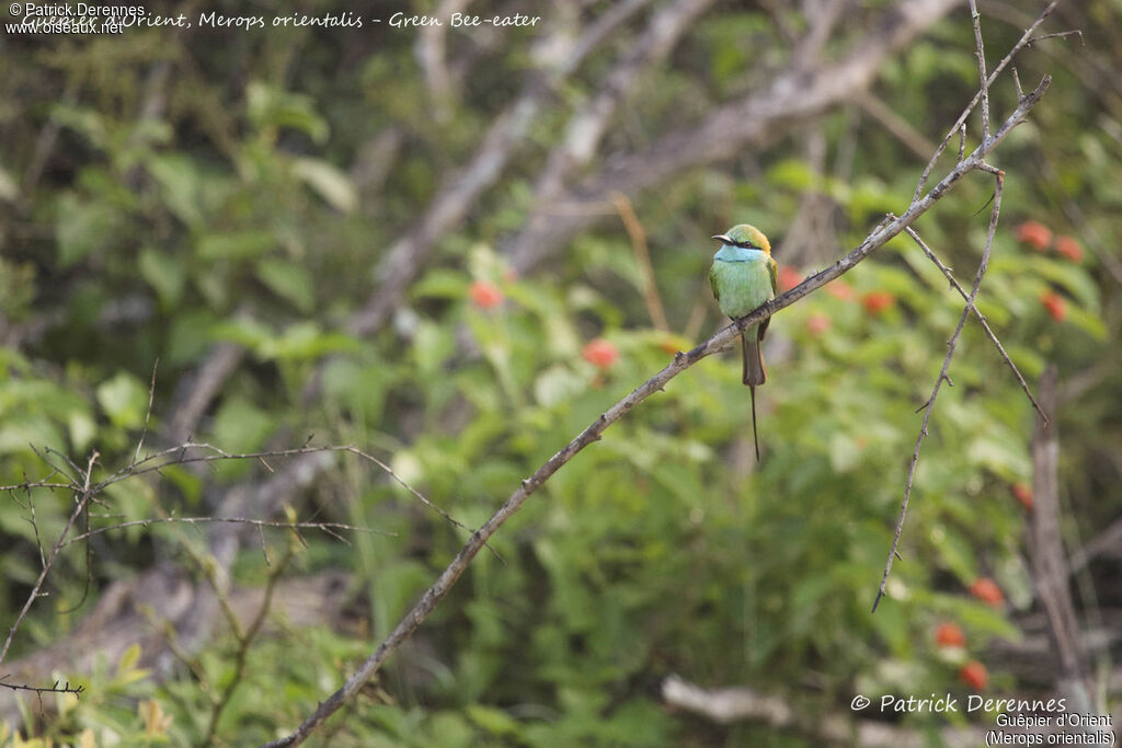 Asian Green Bee-eater, identification, habitat