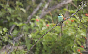 Green Bee-eater