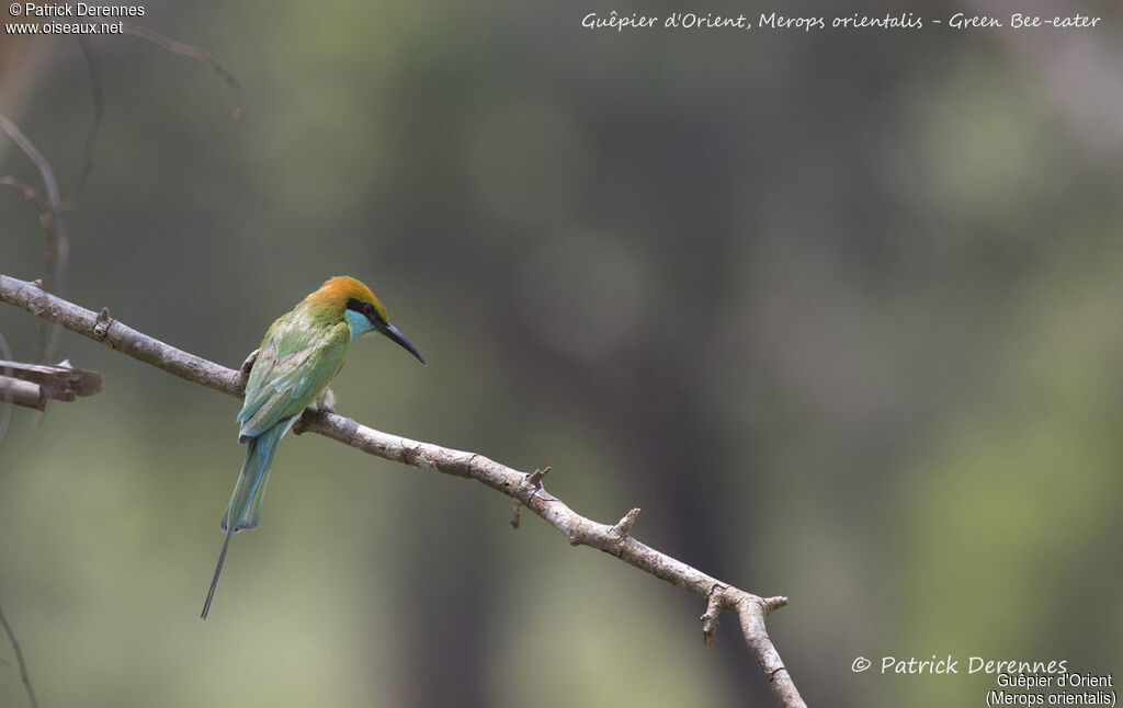 Asian Green Bee-eater, identification, habitat