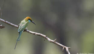 Asian Green Bee-eater