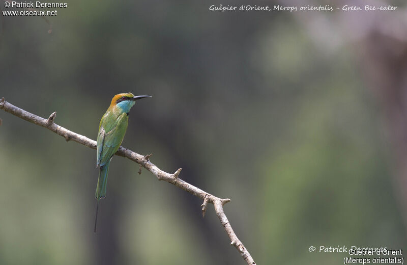 Asian Green Bee-eater, identification, habitat