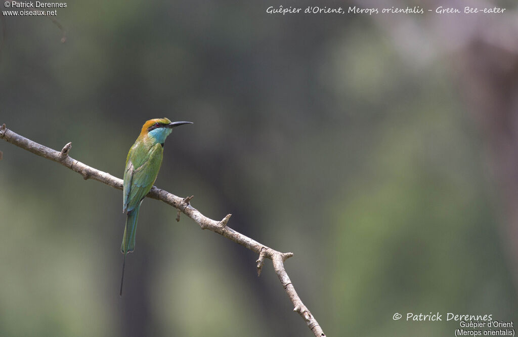 Asian Green Bee-eater, identification, habitat