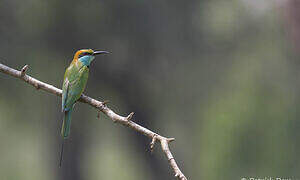 Green Bee-eater