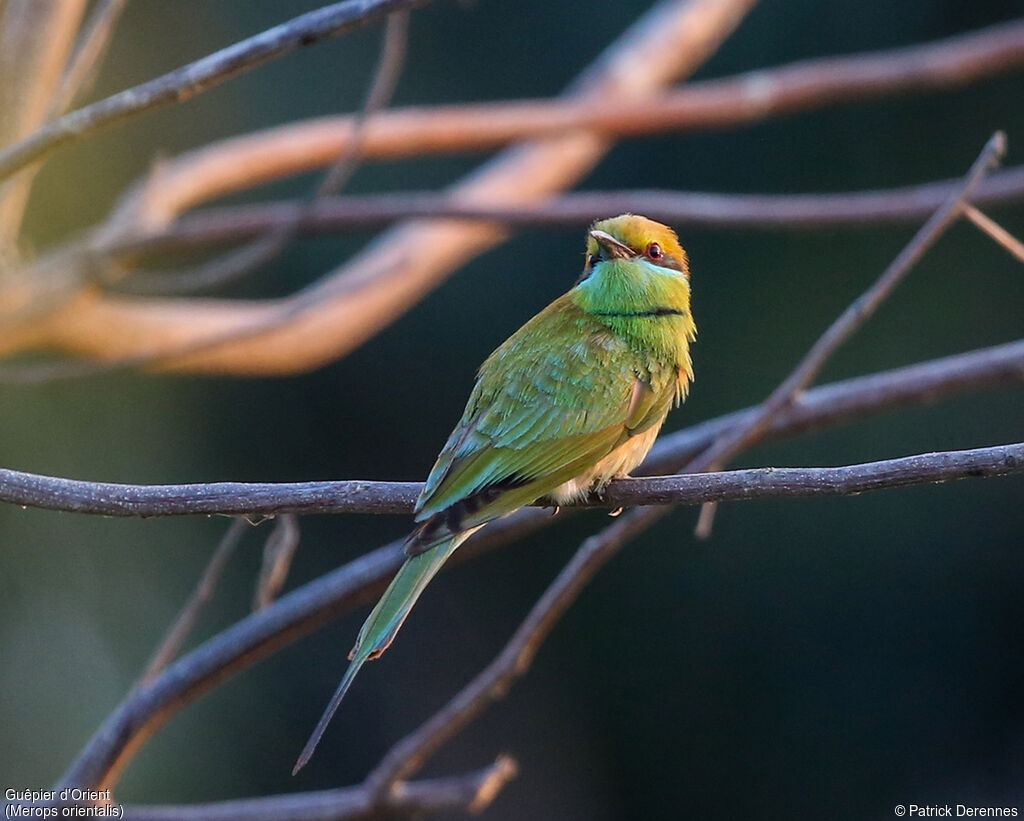 Green Bee-eater