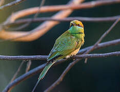 Asian Green Bee-eater