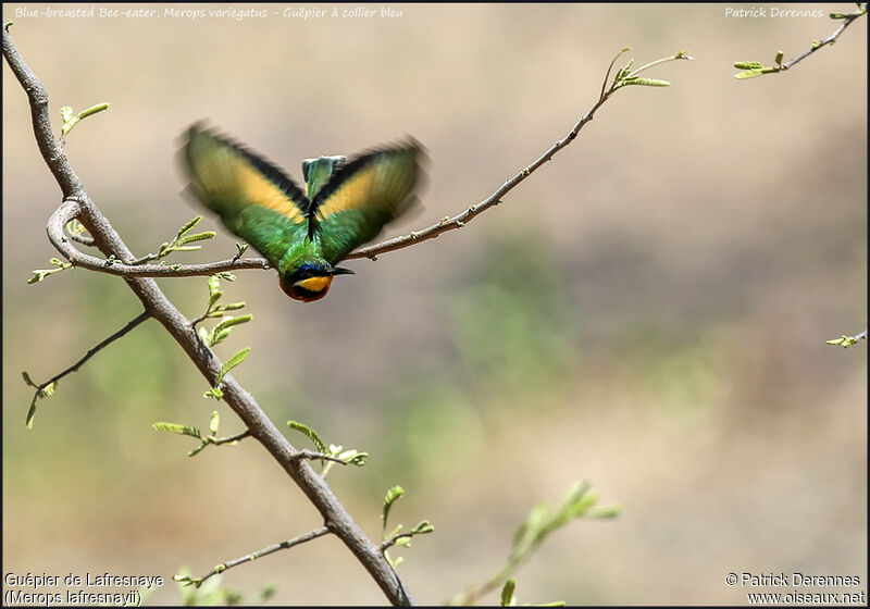Ethiopian Bee-eateradult, Flight