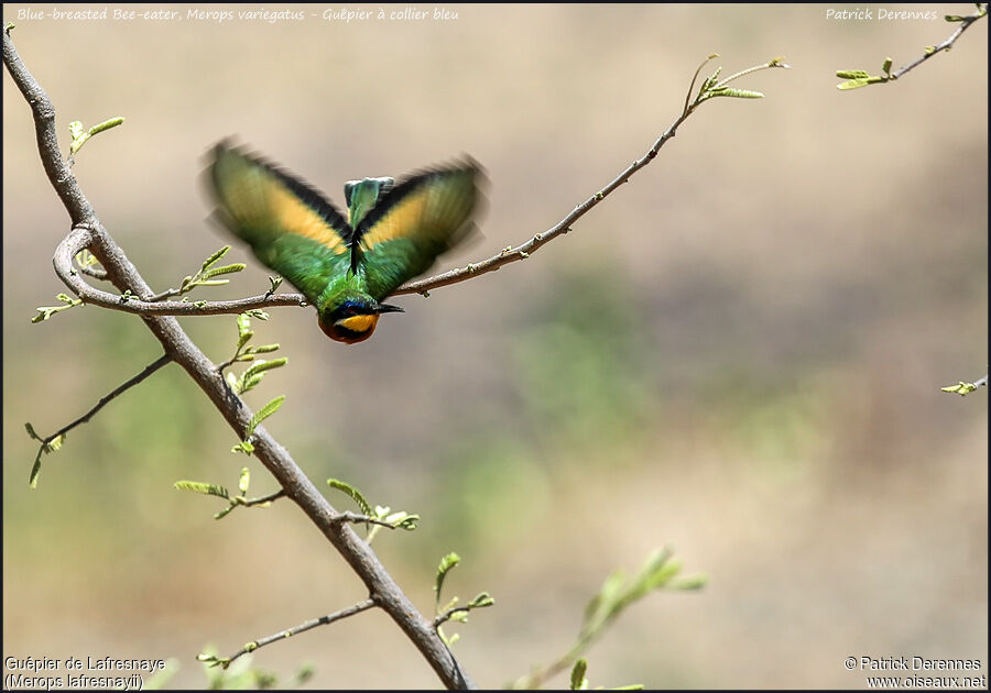 Ethiopian Bee-eateradult, Flight