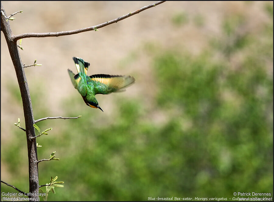 Ethiopian Bee-eateradult, identification, Flight, Behaviour