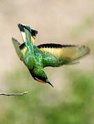 Ethiopian Bee-eater