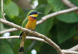 Ethiopian Bee-eater