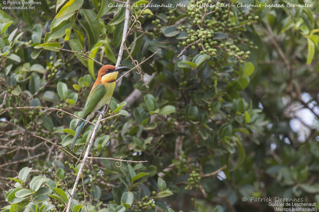 Chestnut-headed Bee-eater, identification