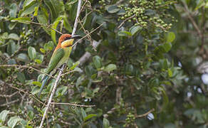 Chestnut-headed Bee-eater