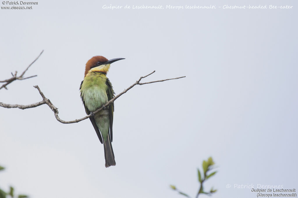 Chestnut-headed Bee-eater, identification