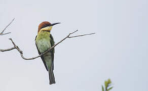 Chestnut-headed Bee-eater