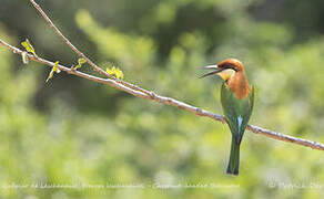 Chestnut-headed Bee-eater