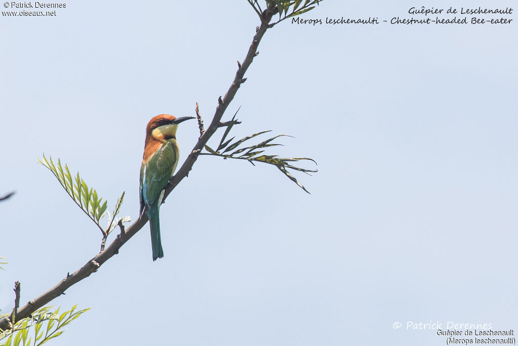 Chestnut-headed Bee-eater, identification, habitat