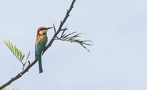 Chestnut-headed Bee-eater