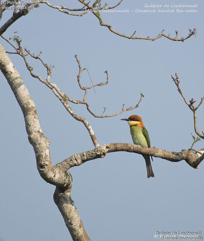 Chestnut-headed Bee-eater, identification, habitat