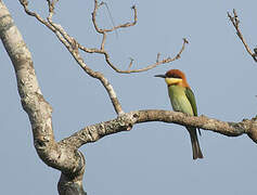 Chestnut-headed Bee-eater