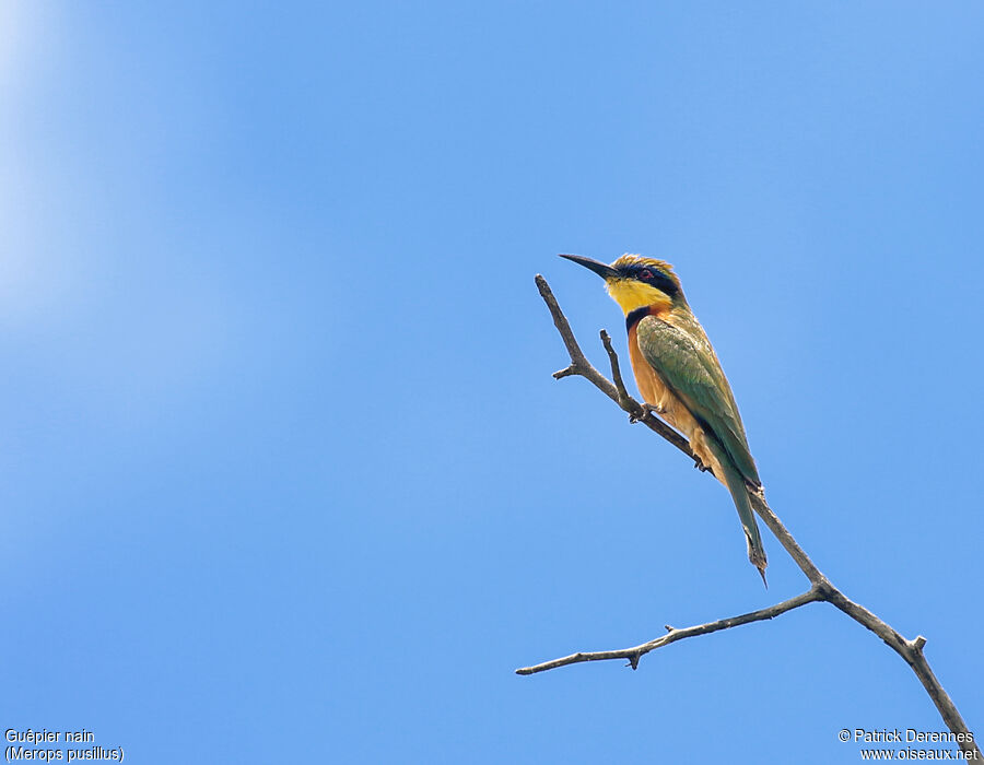 Guêpier nainadulte, identification