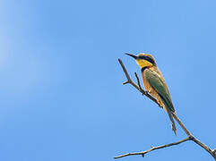 Little Bee-eater