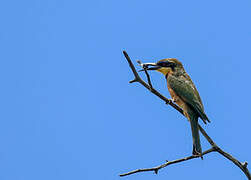 Little Bee-eater