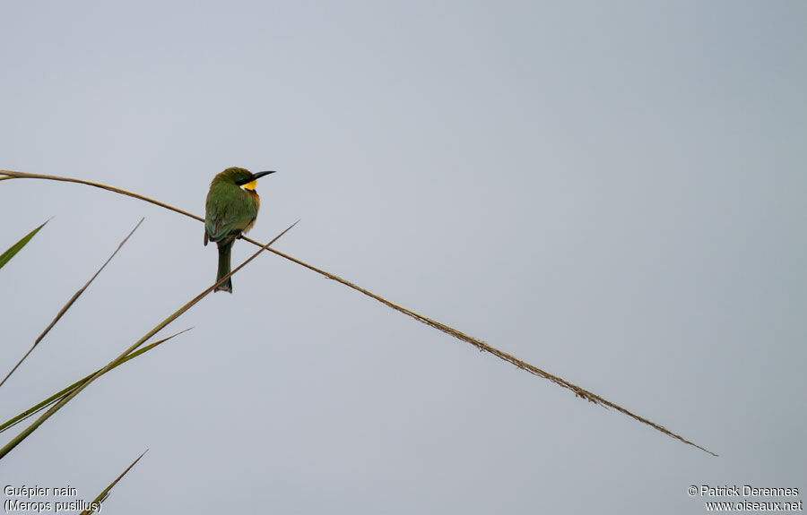 Little Bee-eater, identification