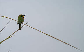 Little Bee-eater