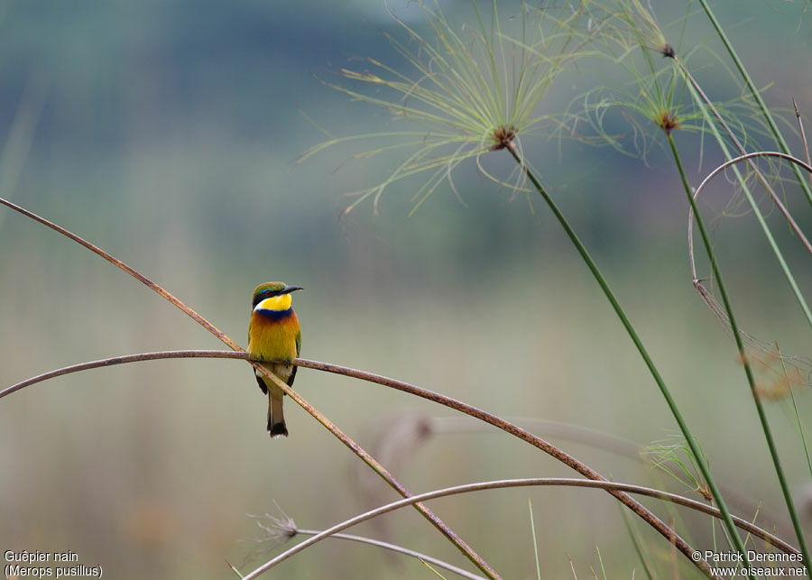 Little Bee-eater, identification