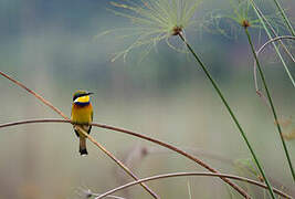 Little Bee-eater