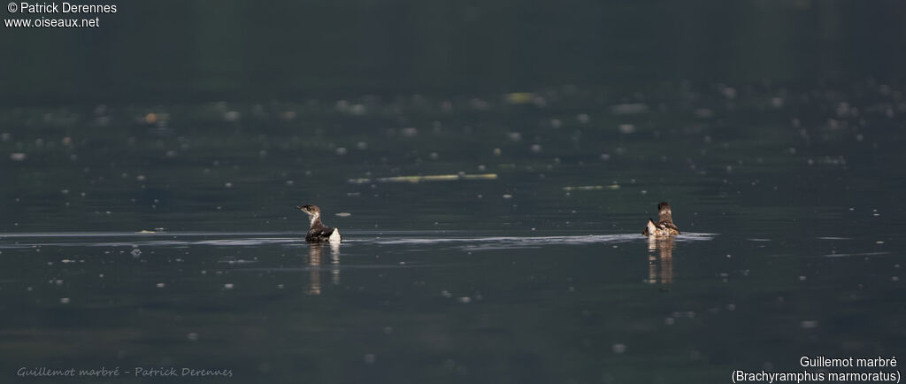 Guillemot marbré, identification