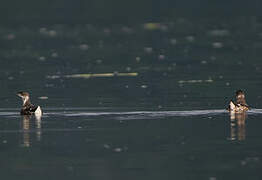 Marbled Murrelet