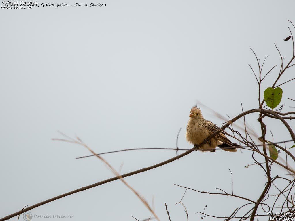 Guira Cuckoo, identification, habitat