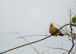 Guira Cuckoo