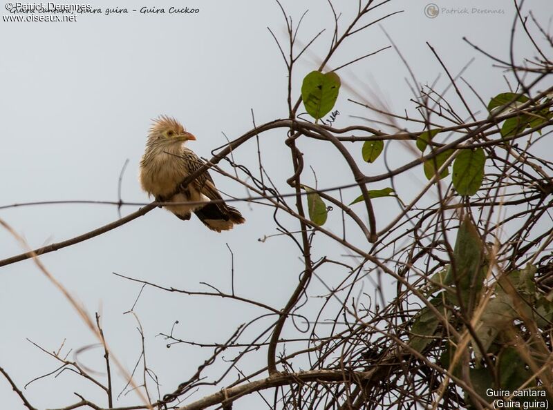 Guira Cuckoo, identification, habitat