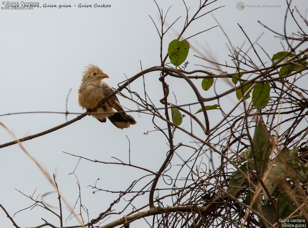 Guira cantara, identification, habitat