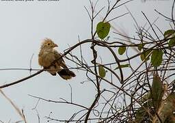 Guira Cuckoo