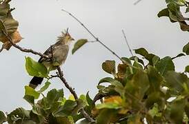 Guira Cuckoo