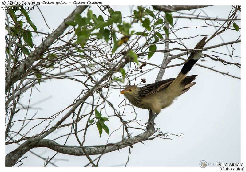 Guira cantara, identification, habitat