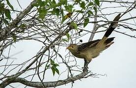 Guira Cuckoo