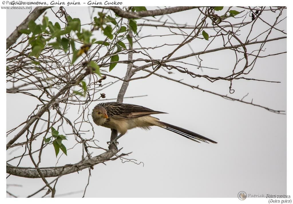 Guira Cuckoo, identification, habitat