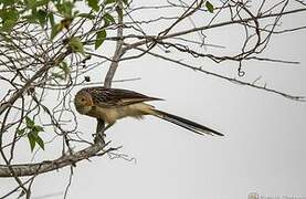 Guira Cuckoo