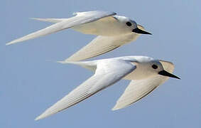 White Tern