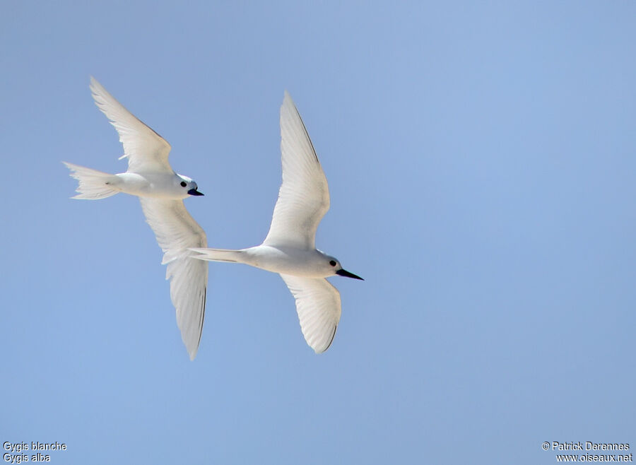 Gygis blanche adulte nuptial, identification, Vol, Comportement