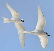 White Tern