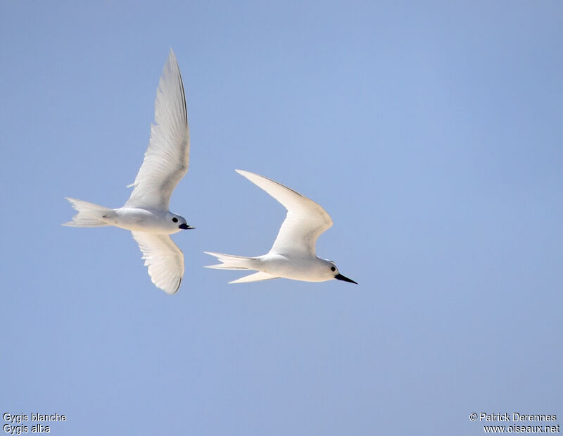 White Tern adult breeding, identification, Flight, Behaviour