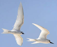 White Tern