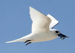 White Tern