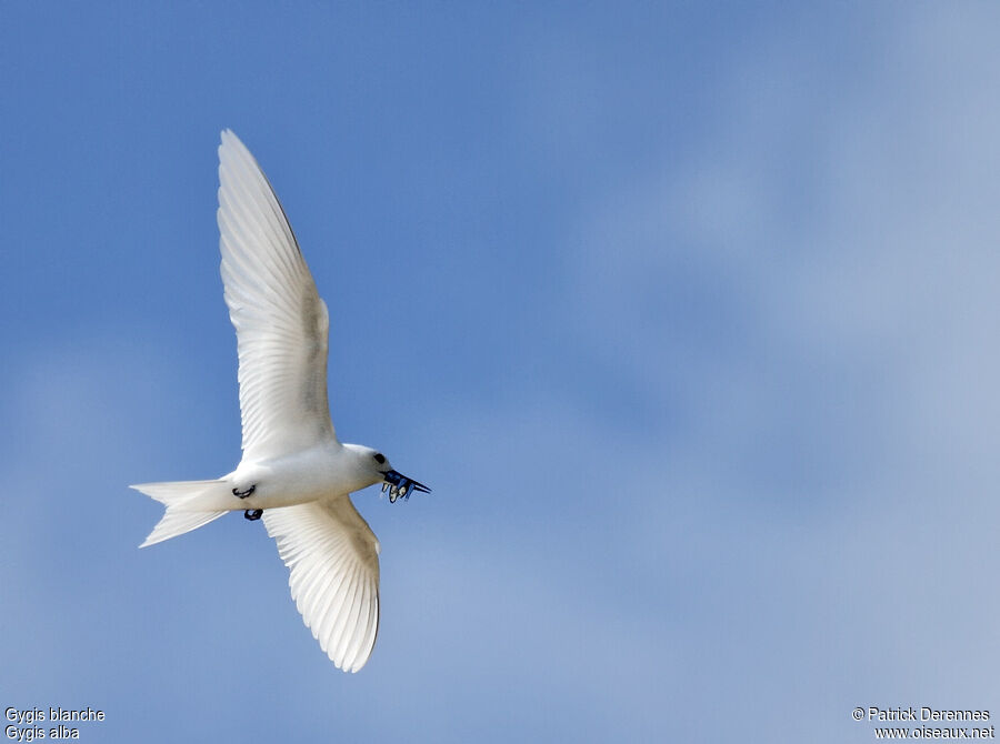 White Ternadult breeding, identification, Flight, feeding habits